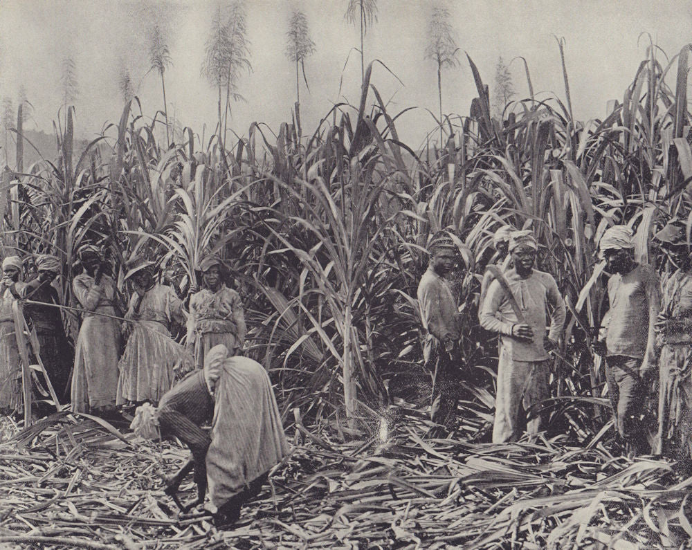 Sugar cane harvesters, Jamaica. STODDARD 1895 old antique print picture